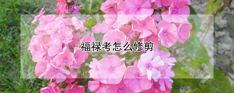 福禄考怎么修剪（福禄考修剪后还会开花吗）