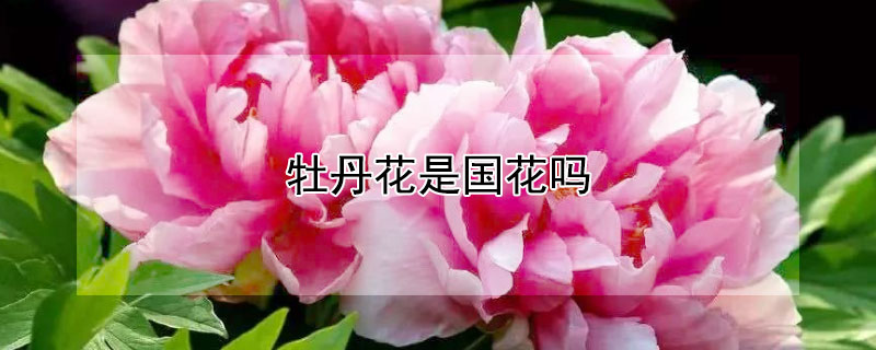 牡丹花是国花吗（牡丹花是国花吗?一）