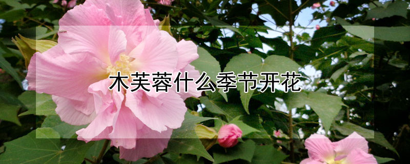 木芙蓉什么季节开花 木芙蓉几月开
