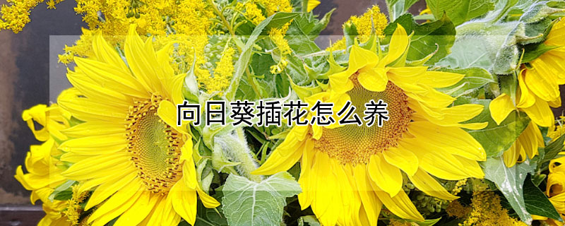 向日葵插花怎么养 向日葵插花怎么养的时间长