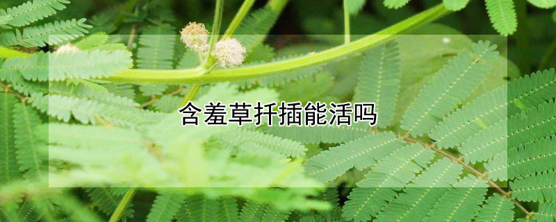 含羞草扦插能活吗（含羞草扦插能活吗多久）
