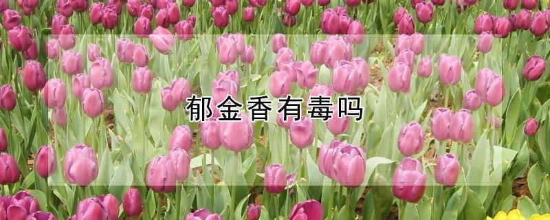 郁金香有毒吗（郁金香有毒吗对人有害吗）