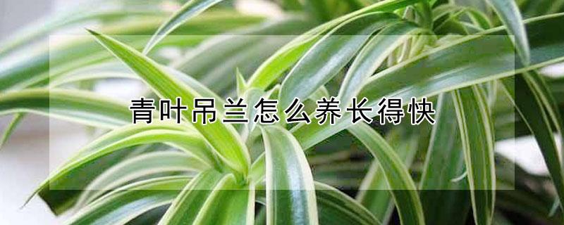 青叶吊兰怎么养长得快（青叶吊兰怎么养长得快又好看）