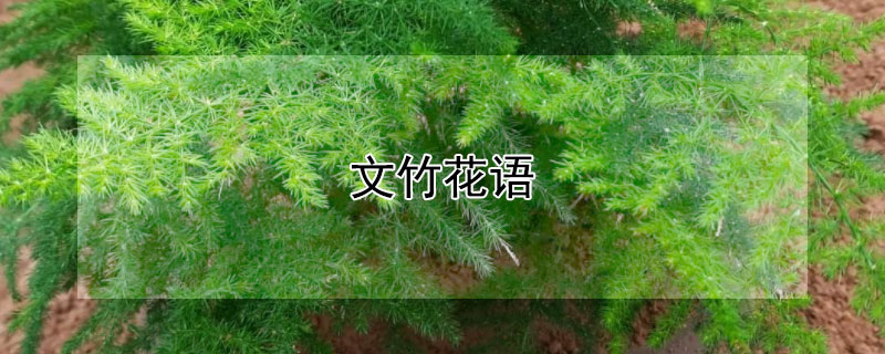 文竹花语 文竹花语功效特点诗词