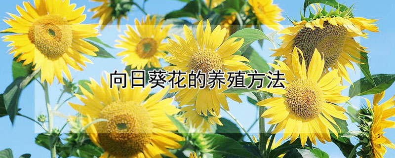 向日葵花的养殖方法 向日葵花的养殖方法视频