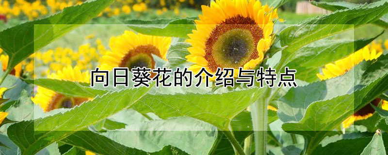 向日葵花的介绍与特点（向日葵的外形和特点描写）
