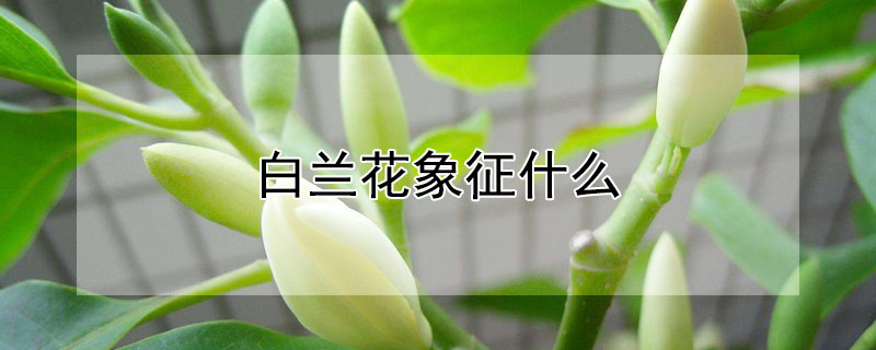 白兰花象征什么（白兰花象征什么品质）