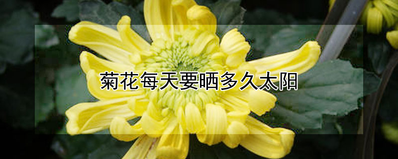菊花每天要晒多久太阳 菊花喜阴还是喜阳
