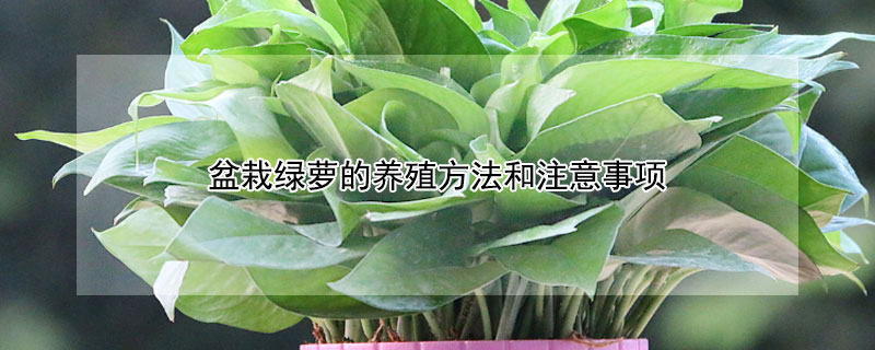 盆栽绿萝的养殖方法和注意事项（盆栽绿萝的养殖方法和注意事项扦插）