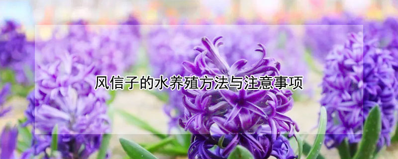 风信子的水养殖方法与注意事项（风信子的水养殖方法与注意事项是什么）