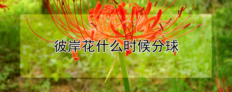 彼岸花什么时候分球（彼岸花种球几月份发芽）