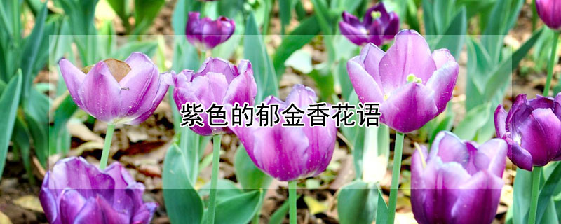 紫色的郁金香花语（郁金香代表什么花语）