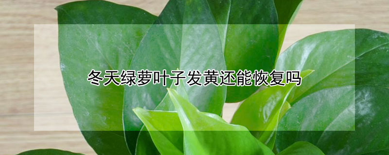 冬天绿萝叶子发黄还能恢复吗（冬天绿萝叶子发黄还能恢复吗为什么）