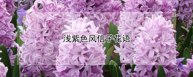 浅紫色风信子花语（紫色风信子怎么养）