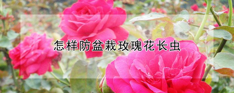 怎样防盆栽玫瑰花长虫 怎样防盆栽玫瑰花长虫呢