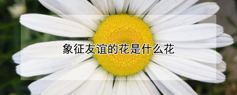 象征友谊的花是什么花（送闺蜜鲜花应该送什么花）