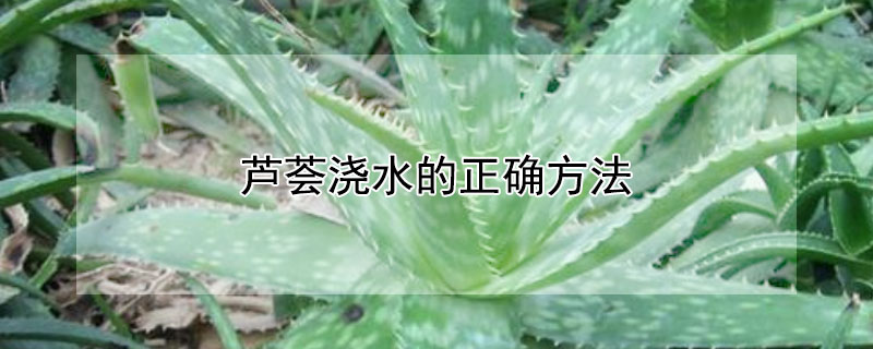 芦荟浇水的正确方法 芦荟用什么水浇最好