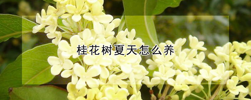 桂花树夏天怎么养（桂花树夏天的养殖方法和注意事项）