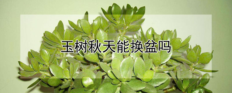 玉树秋天能换盆吗（玉树立秋后可以换盆吗）