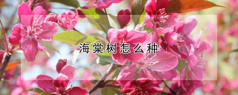 海棠树怎么种（海棠树怎么种才能活）