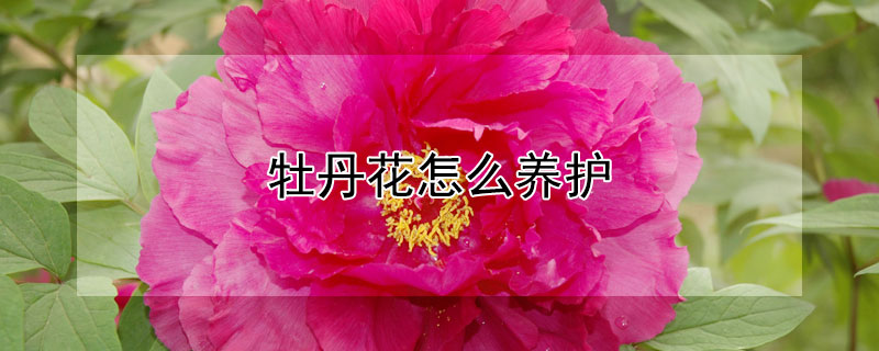 牡丹花怎么养护（紫二乔牡丹花怎么养护）