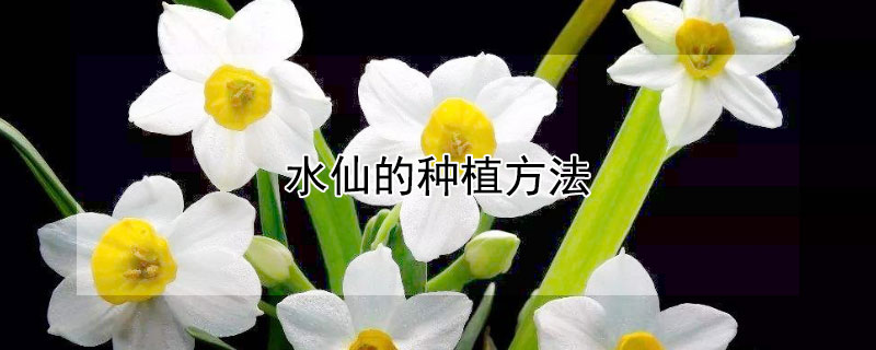 水仙的种植方法 水仙的种植方法和时间和方法