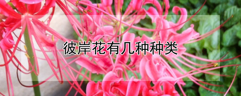 彼岸花有几种种类（彼岸花有几种种类图片）