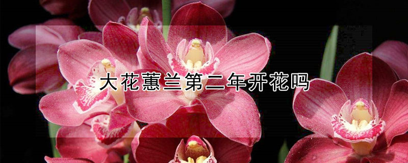 大花蕙兰第二年开花吗（大花蕙兰第二年开花吗图片）