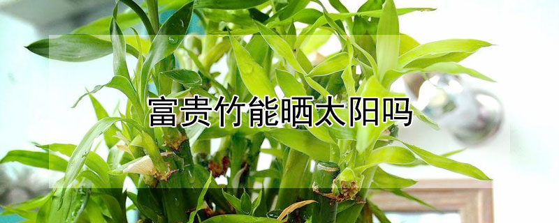 富贵竹能晒太阳吗（秋天富贵竹能晒太阳吗）