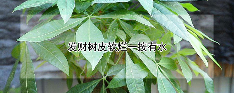 发财树皮软烂一按有水 发财树皮软烂,撕掉还能活吗