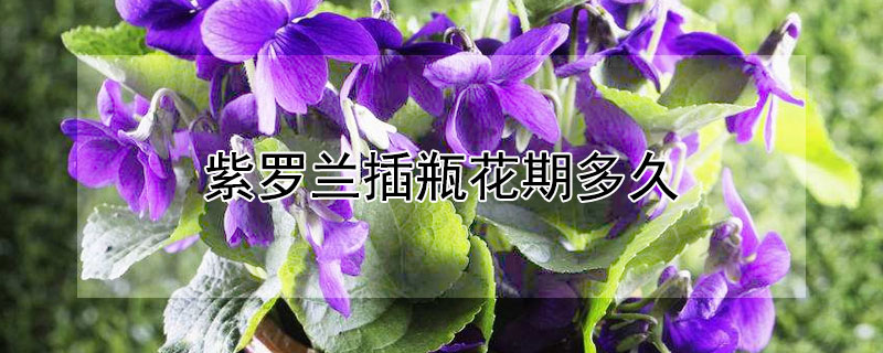 紫罗兰插瓶花期多久（紫罗兰插瓶花期多久开花）