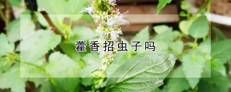 藿香招虫子吗（藿香招虫子怎么办）
