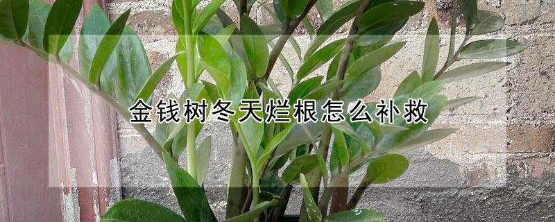 金钱树冬天烂根怎么补救 金钱树冬天烂根怎么补救视频