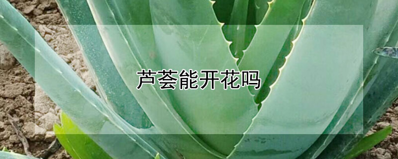 芦荟能开花吗 芦荟能开花吗 什么预兆