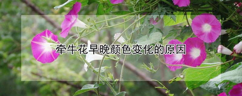 牵牛花早晚颜色变化的原因 牵牛花早晚颜色变化的原因是