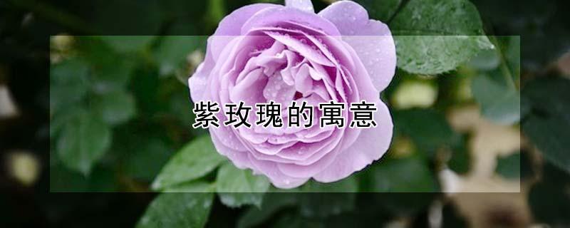 紫玫瑰的寓意（紫玫瑰的寓意和花语和象征）