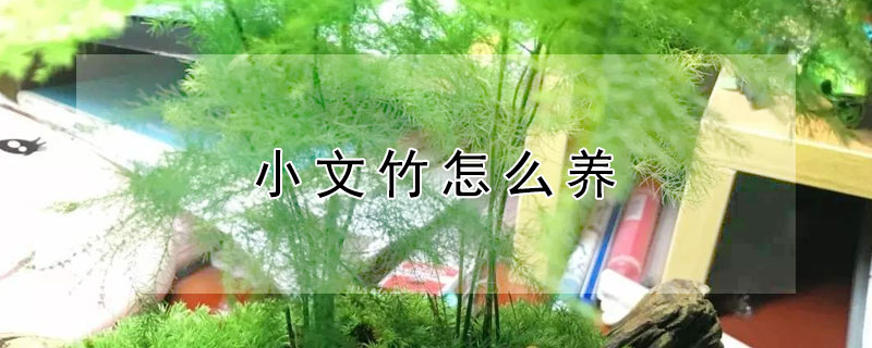 小文竹怎么养（小文竹怎么养殖）