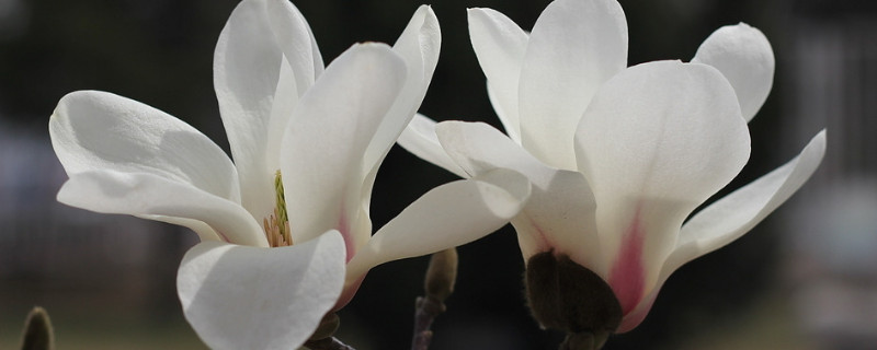上海市市花寓意是什么 上海市市花图案
