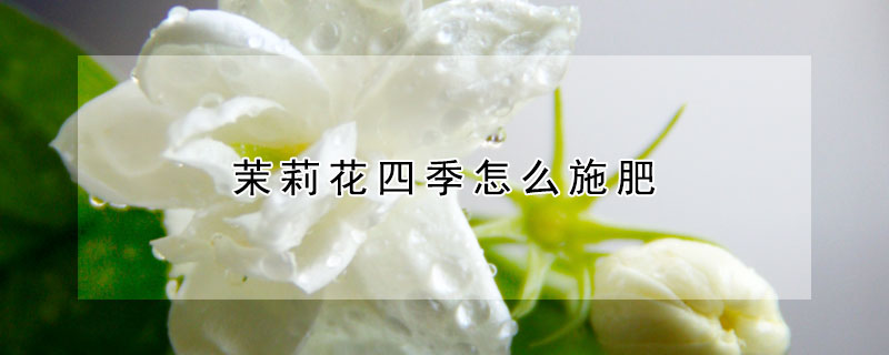 茉莉花四季怎么施肥 茉莉花四季怎么施肥好