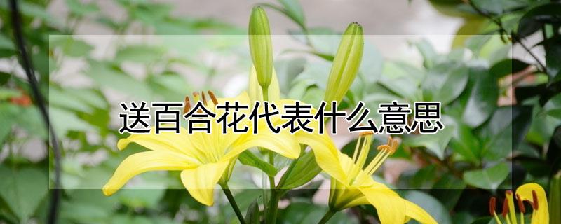 送百合花代表什么意思（生日送百合花代表什么意思）