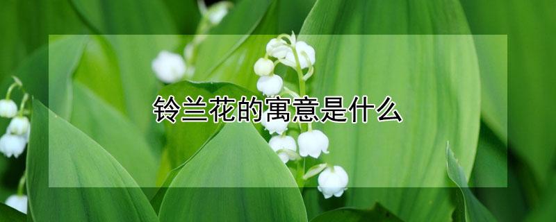 铃兰花的寓意是什么（十二星座本命花）