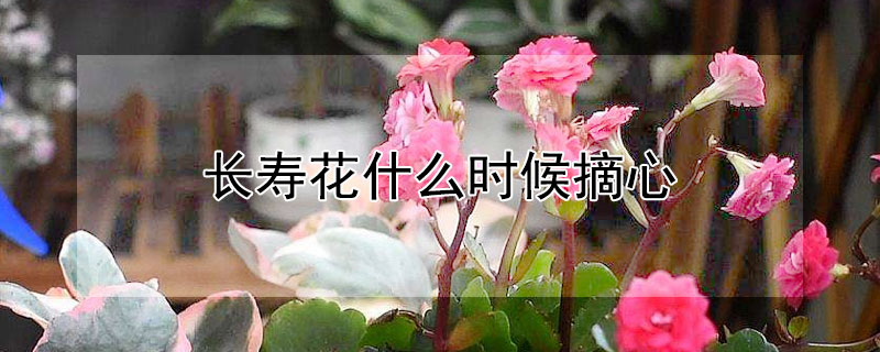 长寿花什么时候摘心（长寿花什么时候摘心打顶）