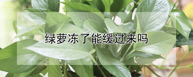 绿萝冻了能缓过来吗（绿萝受冻了救的活吗）
