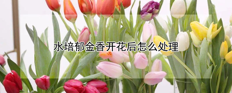 水培郁金香开花后怎么处理 水培郁金香会开花吗