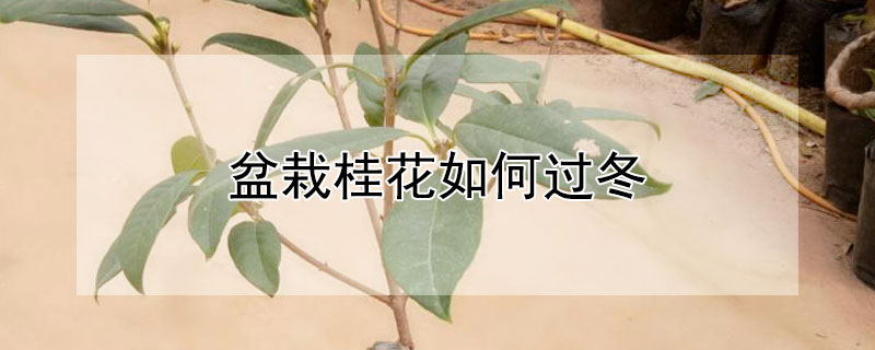 盆栽桂花如何过冬 盆栽桂花如何过冬保存