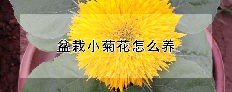 盆栽小菊花怎么养（盆栽小菊花怎么养护）