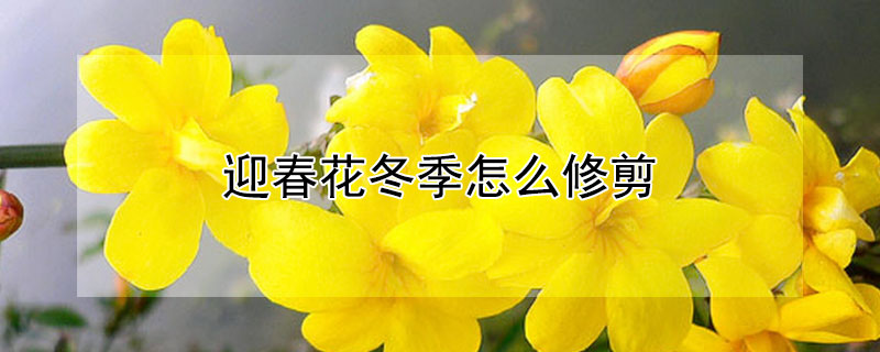 迎春花冬季怎么修剪 迎春花冬季怎么修剪枝条
