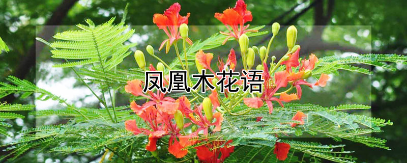 凤凰木花语 凤凰木花语说说
