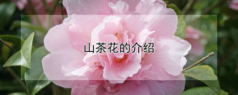 山茶花的介绍（山茶花的介绍50字）
