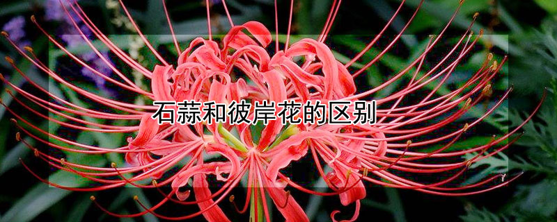 石蒜和彼岸花的区别 石蒜和彼岸花的区别有毒吗